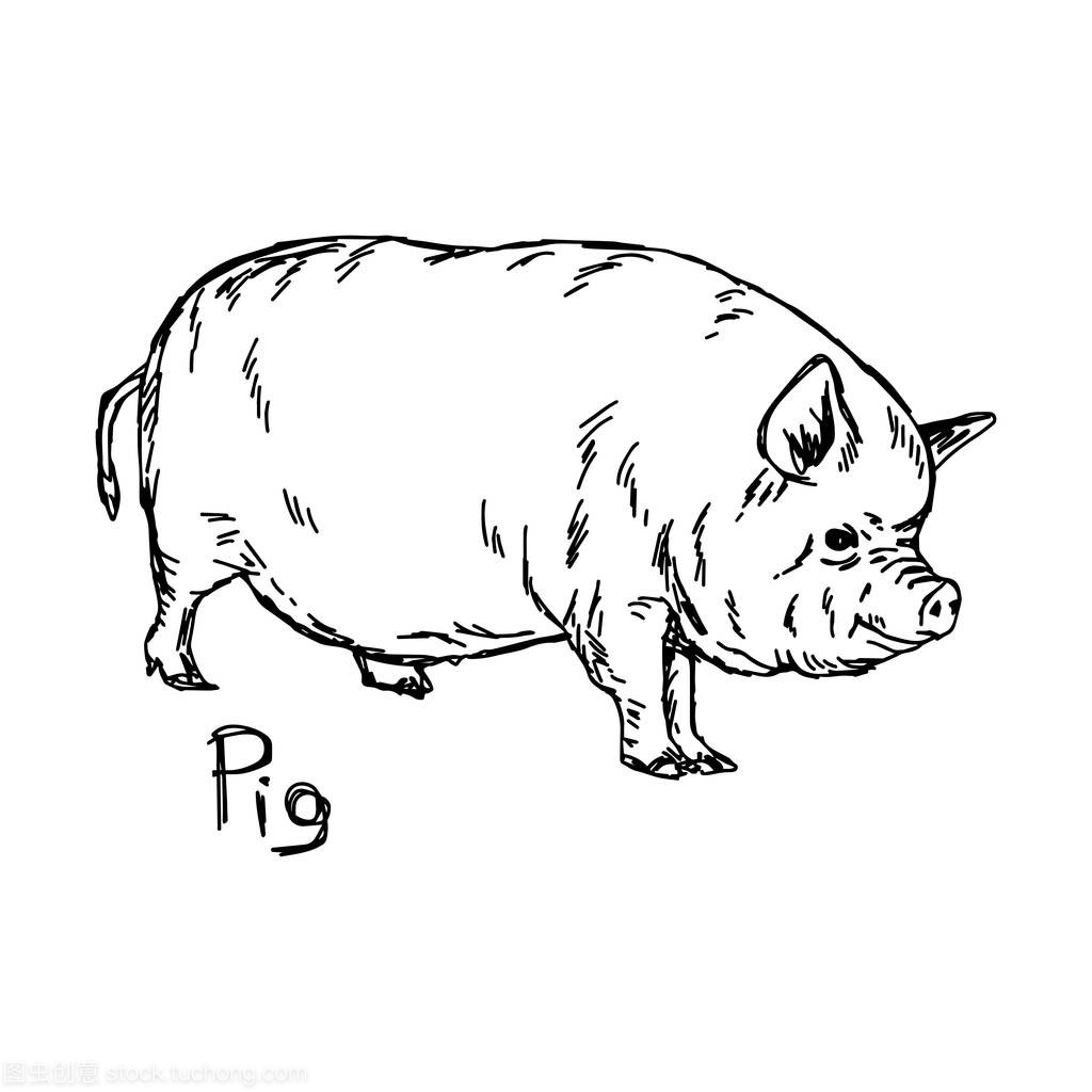 胖猪-矢量图草图手绘与孤立的白色背景上的黑色线条