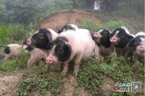 萍乡积极推进 两头乌猪 国家地理标志农产品保护工程