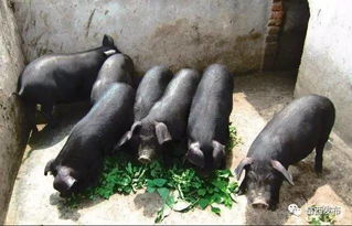 岳西黑猪获批国家地理标志保护产品