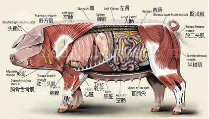 兽医:猪解剖了,我看看内脏病变。猪农:不会呀!“猪解剖技术”