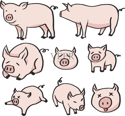 猪,矢量,肉,食品,简单