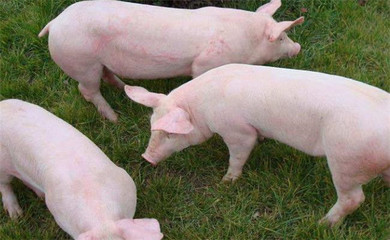 猪育肥前需做哪些准备?瘦肉型猪饲养管理要点