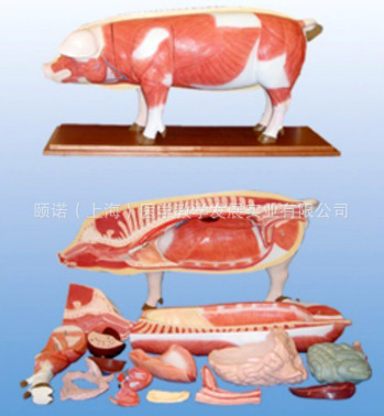 医学教学模型_医学教学模型 医学教学模型猪解剖